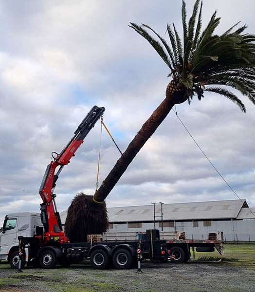 Movimiento y traslado palmeras